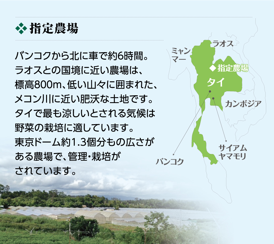 《指定農場》バンコクから北に車で約6時間。ラオスとの国境に近い農場は、標高800m、低い山々に囲まれた、メコン川に近い肥沃な土地です。タイで最も涼しいとされる気候は野菜の栽培に適しています。東京ドーム約1.3個分もの広さがある農場で、管理・栽培がされています。